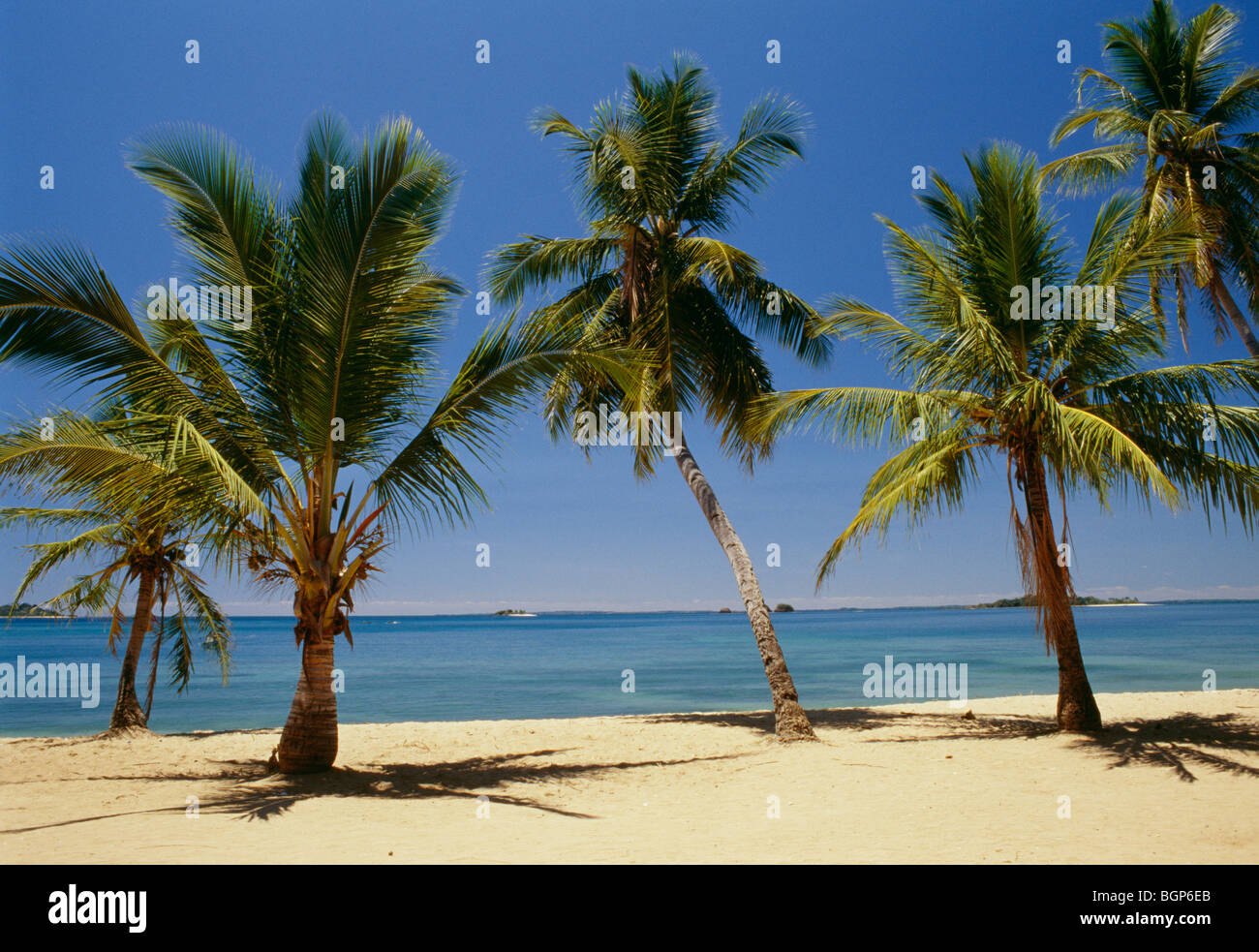 Palm trees, Madagascar Stock Photo Alamy