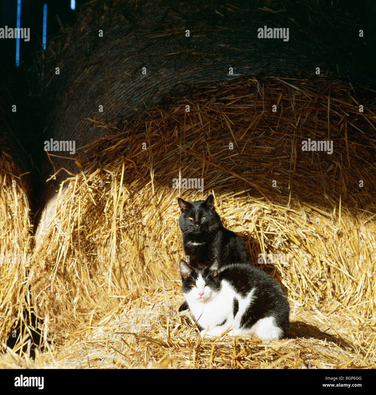 Cats at a farm, Sweden. Stock Photo