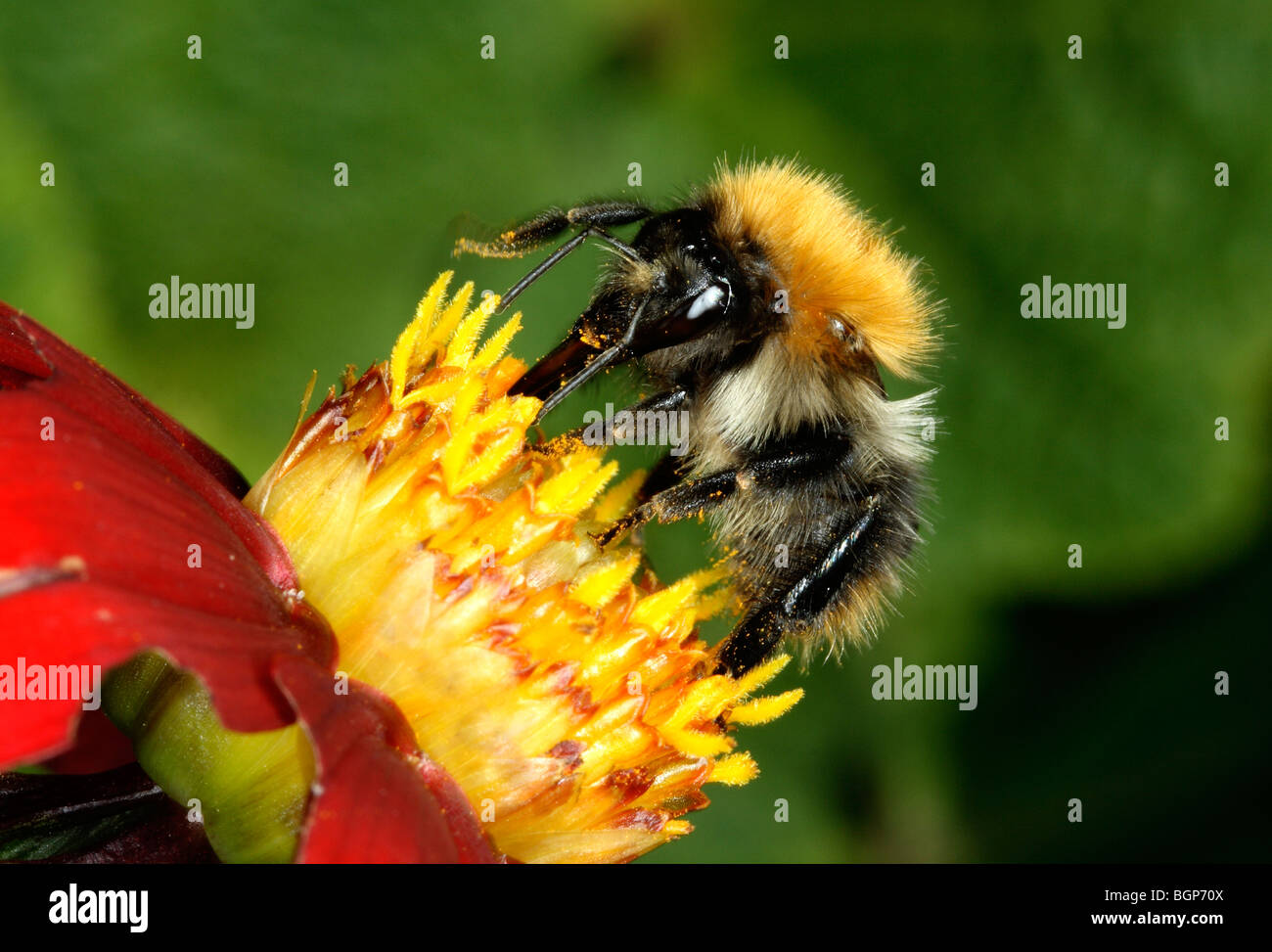 Bumble-bee, close-up. Stock Photo