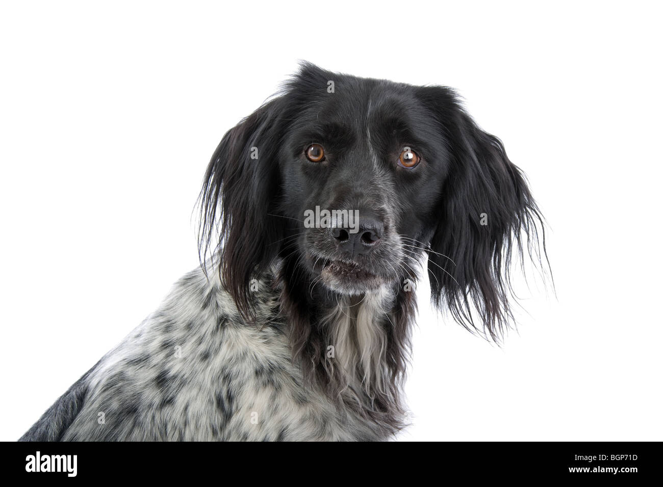 large munsterlander dog