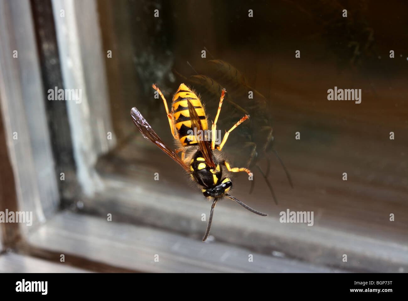 A wasp, closeup Stock Photo Alamy