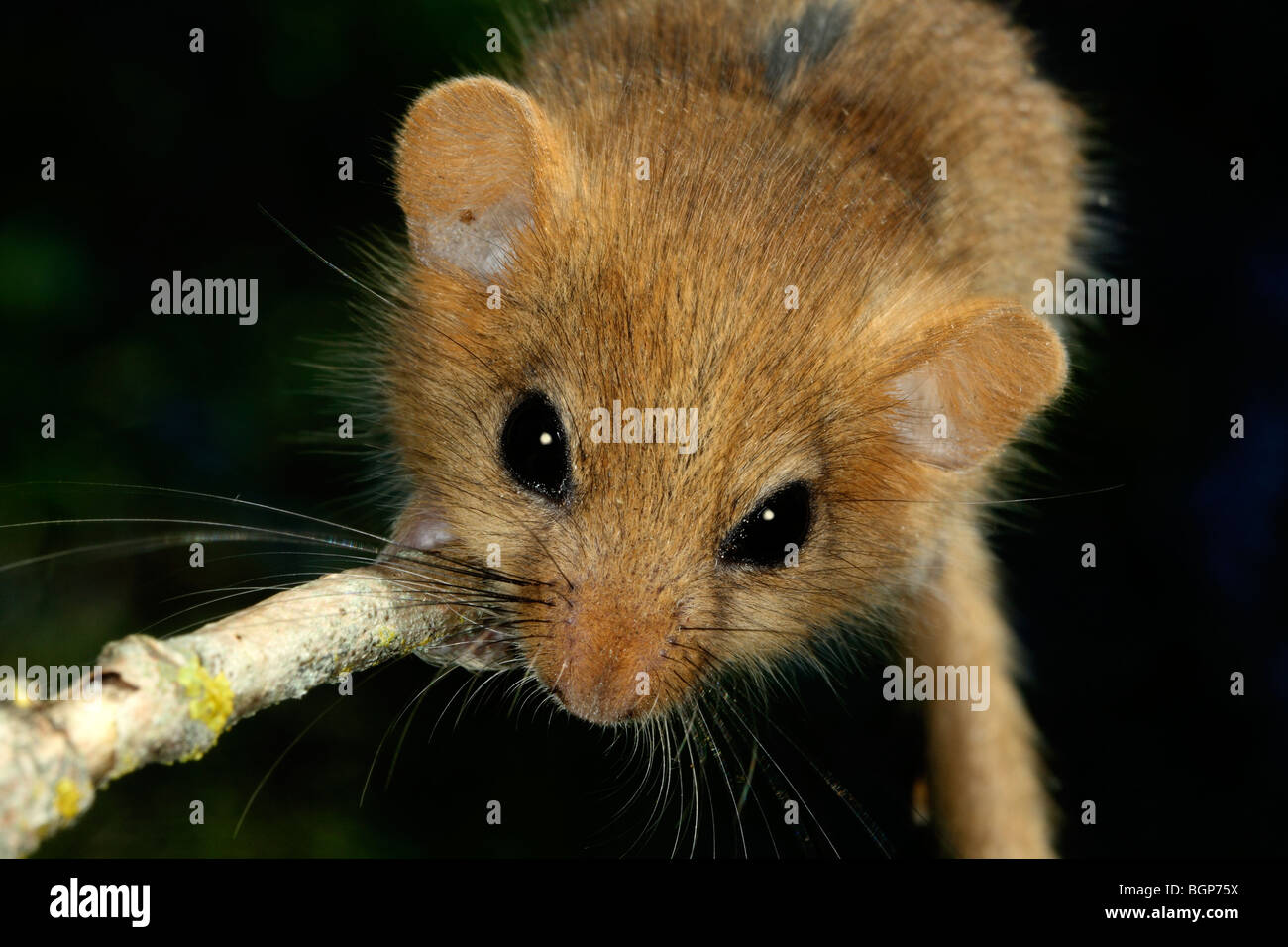 Rats gnawing hi-res stock photography and images - Alamy