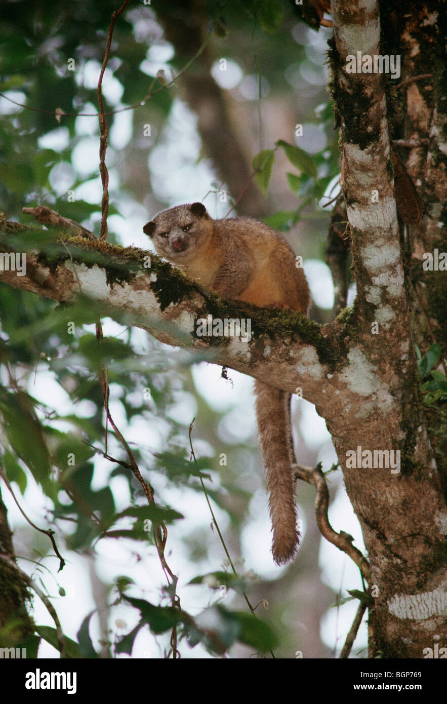 A Kinkajou in a tree, Costa Rica. Stock Photo