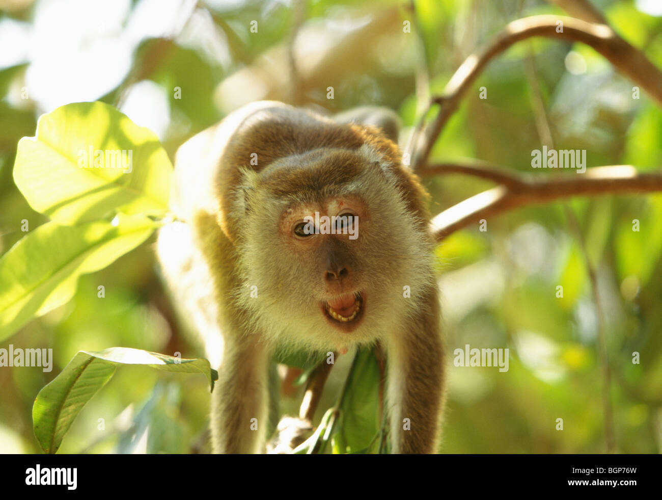 A macaque, Malaysia Stock Photo - Alamy