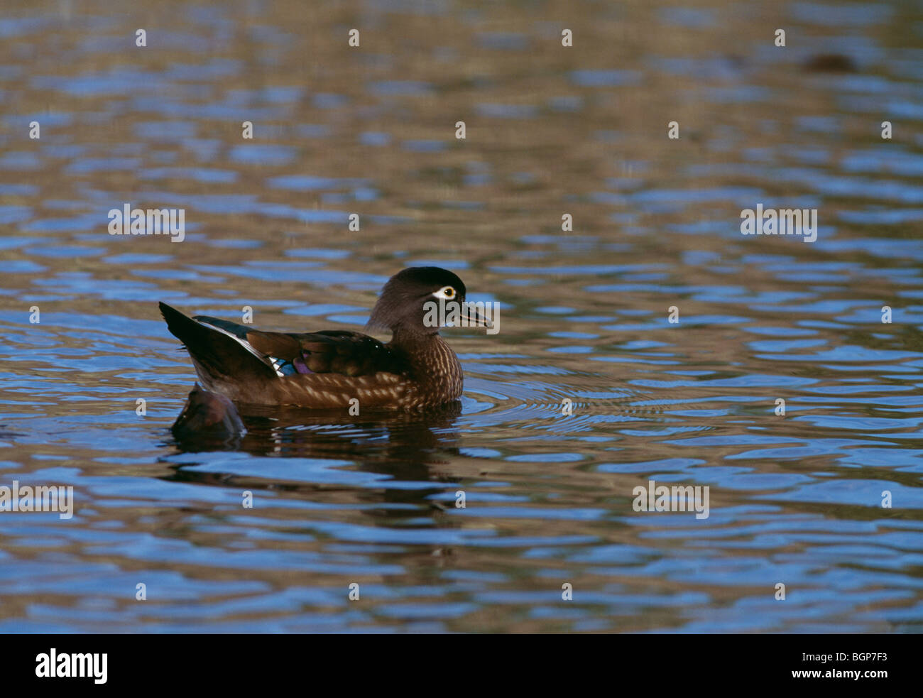 Wood duck, USA Stock Photo Alamy
