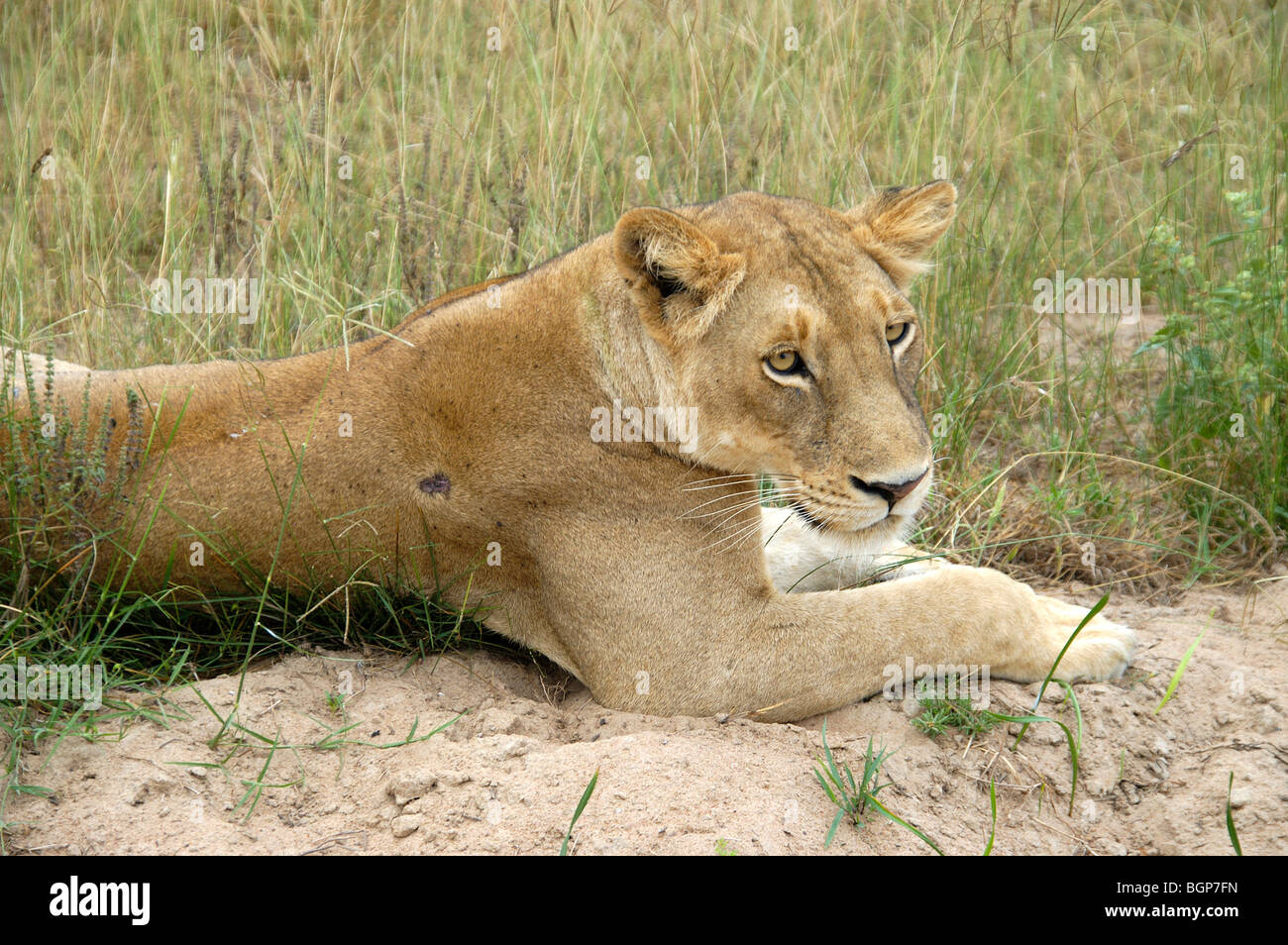 Lioness lying down hires stock photography and images Alamy