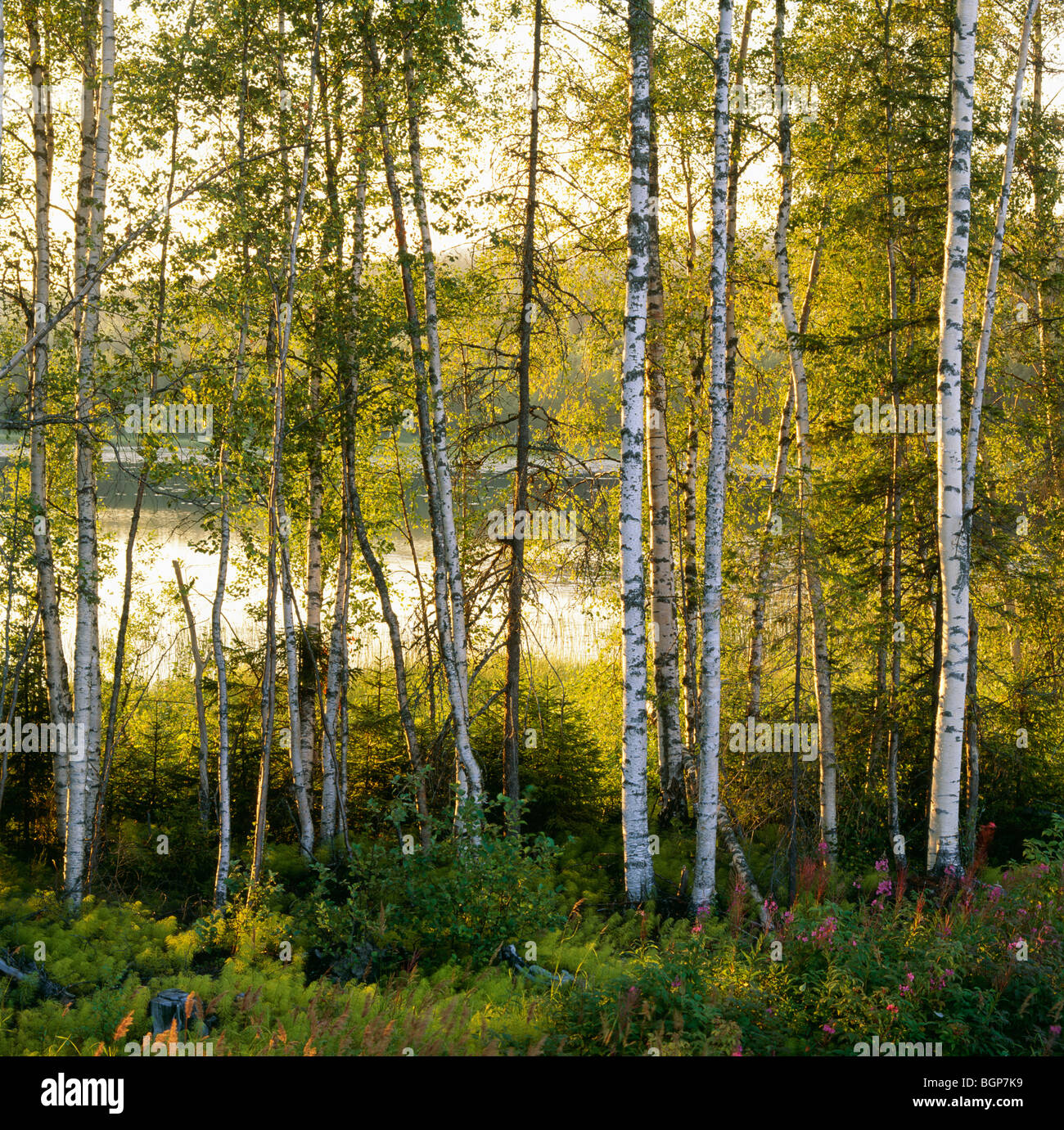 Birch tree forest hi-res stock photography and images - Alamy