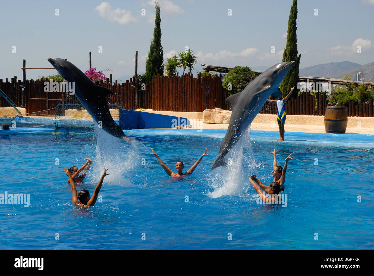 dolphins jumping Dolphin Show, Mundomar, Benidorm, Alicante Province, Comunidad Valenciana, Spain Stock Photo