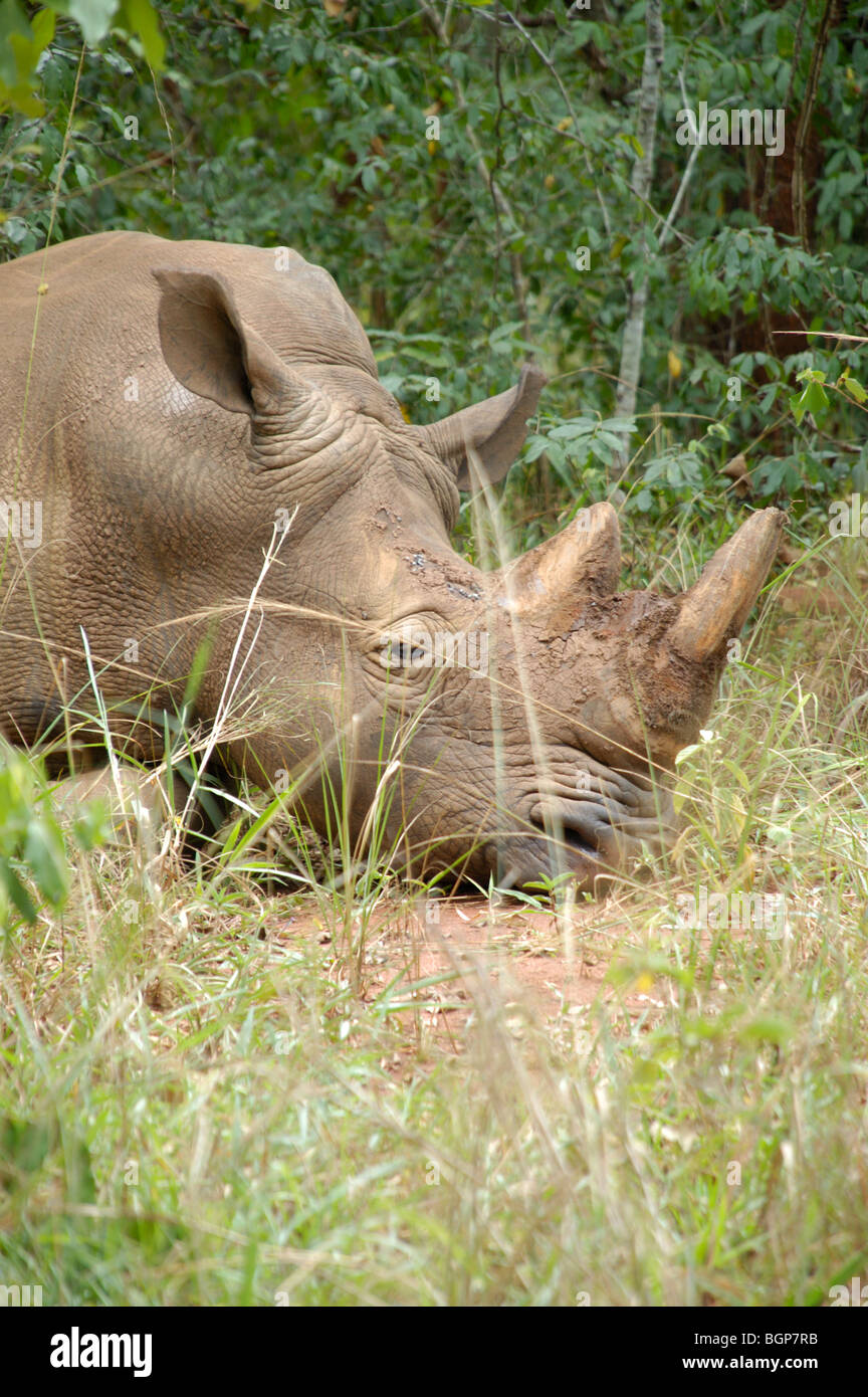 Rhino in the wild at a  Ugandan Rhino sanctuary Africa Stock Photo
