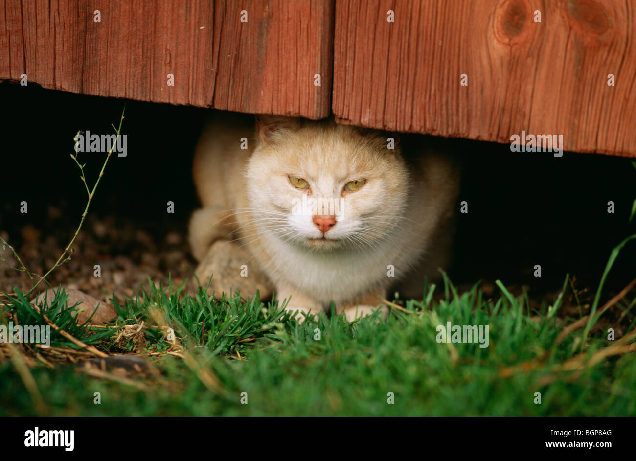 A cat, Sweden Stock Photo Alamy