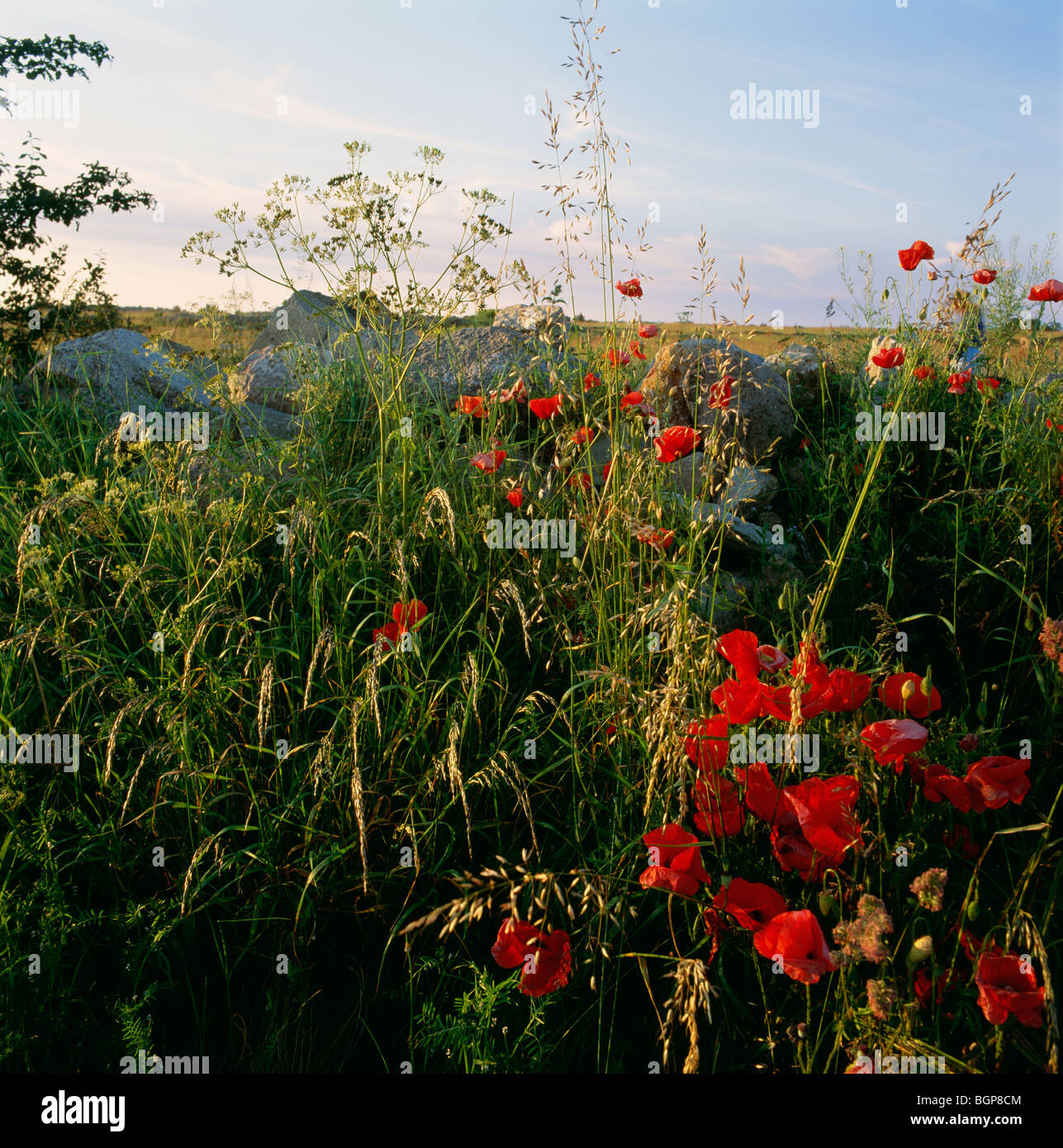 Red poppy and rune stones Stock Photo Alamy