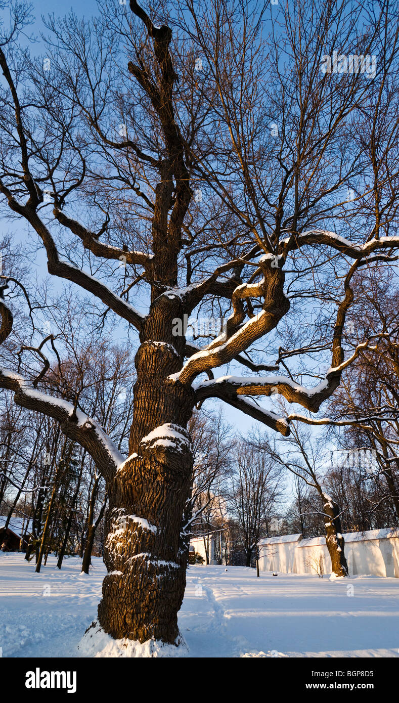Old oak tree quercus hi-res stock photography and images - Alamy