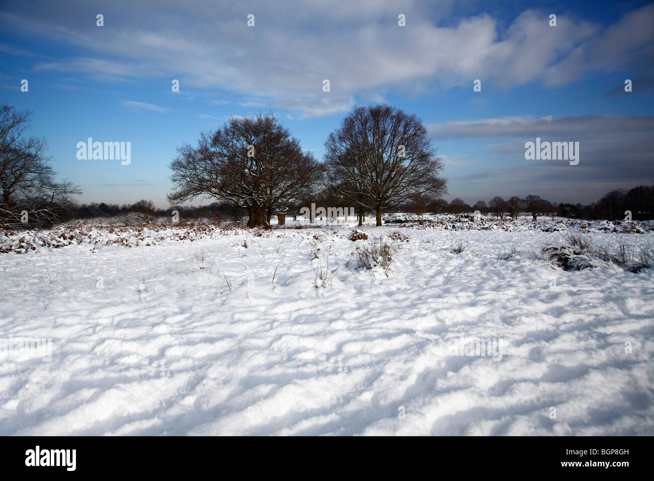 winter scene in richmond park london UK winter 2010 Stock Photo