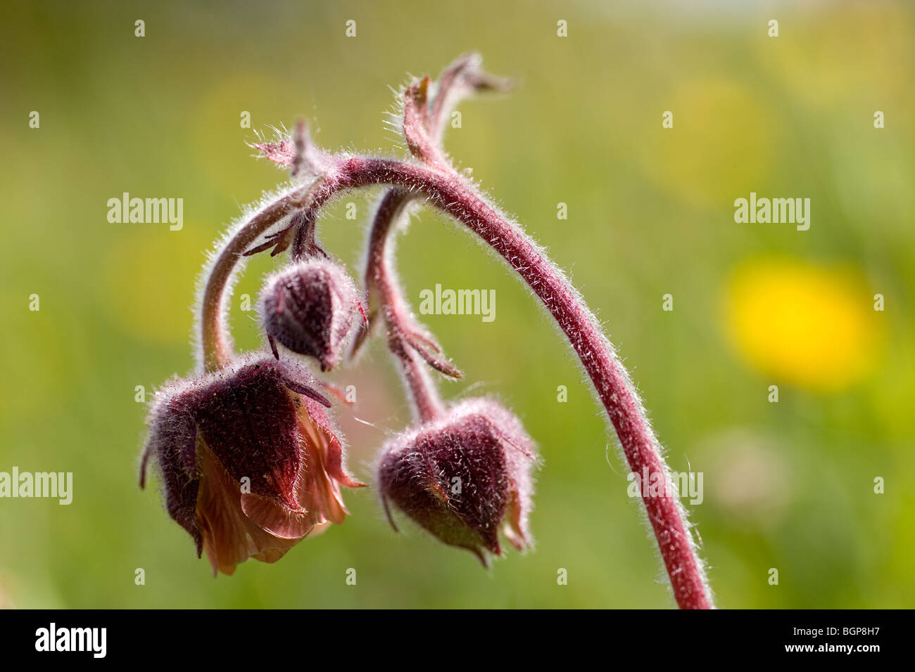 Water avens, close-up, Sweden. Stock Photo