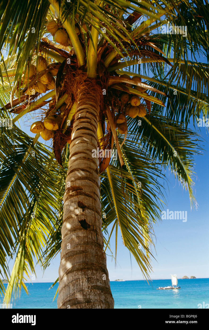 Palm trees, Madagascar Stock Photo Alamy