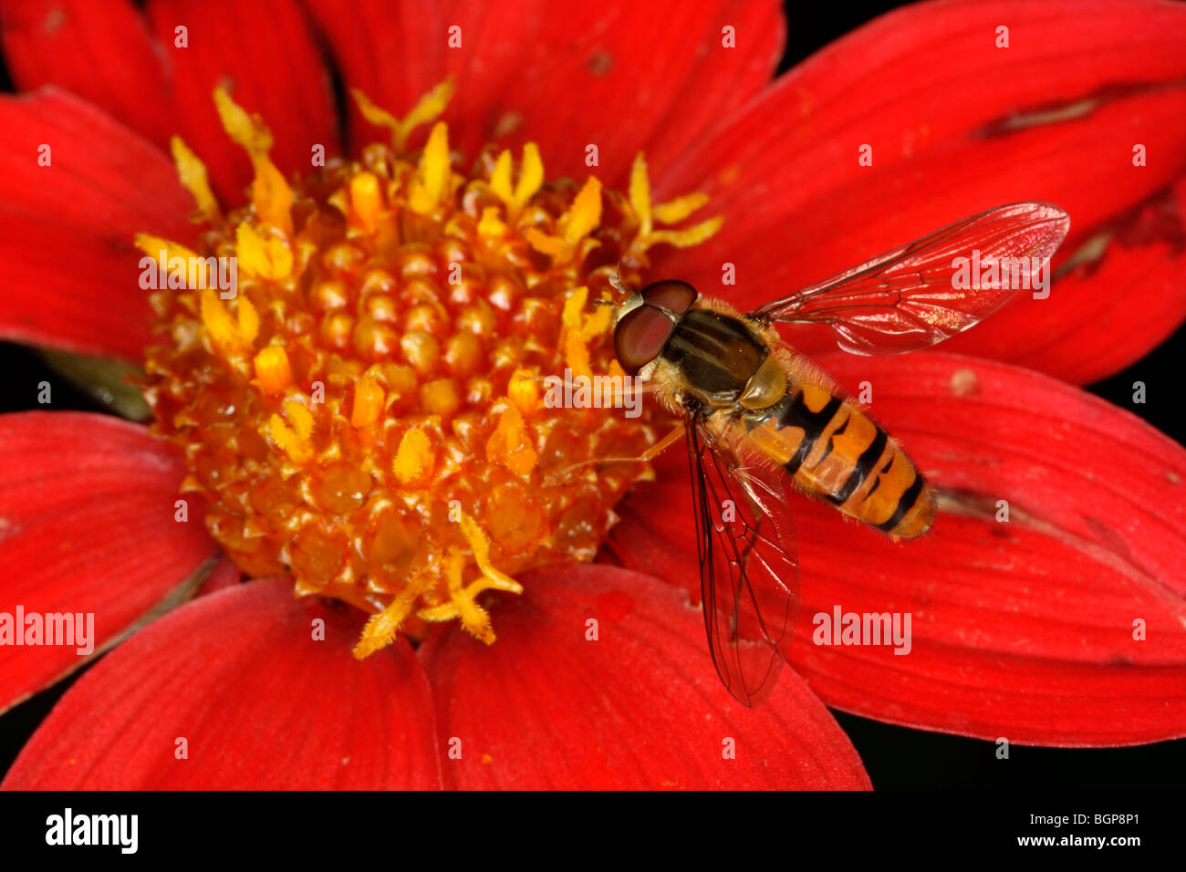 Hoverfly, close-up. Stock Photo