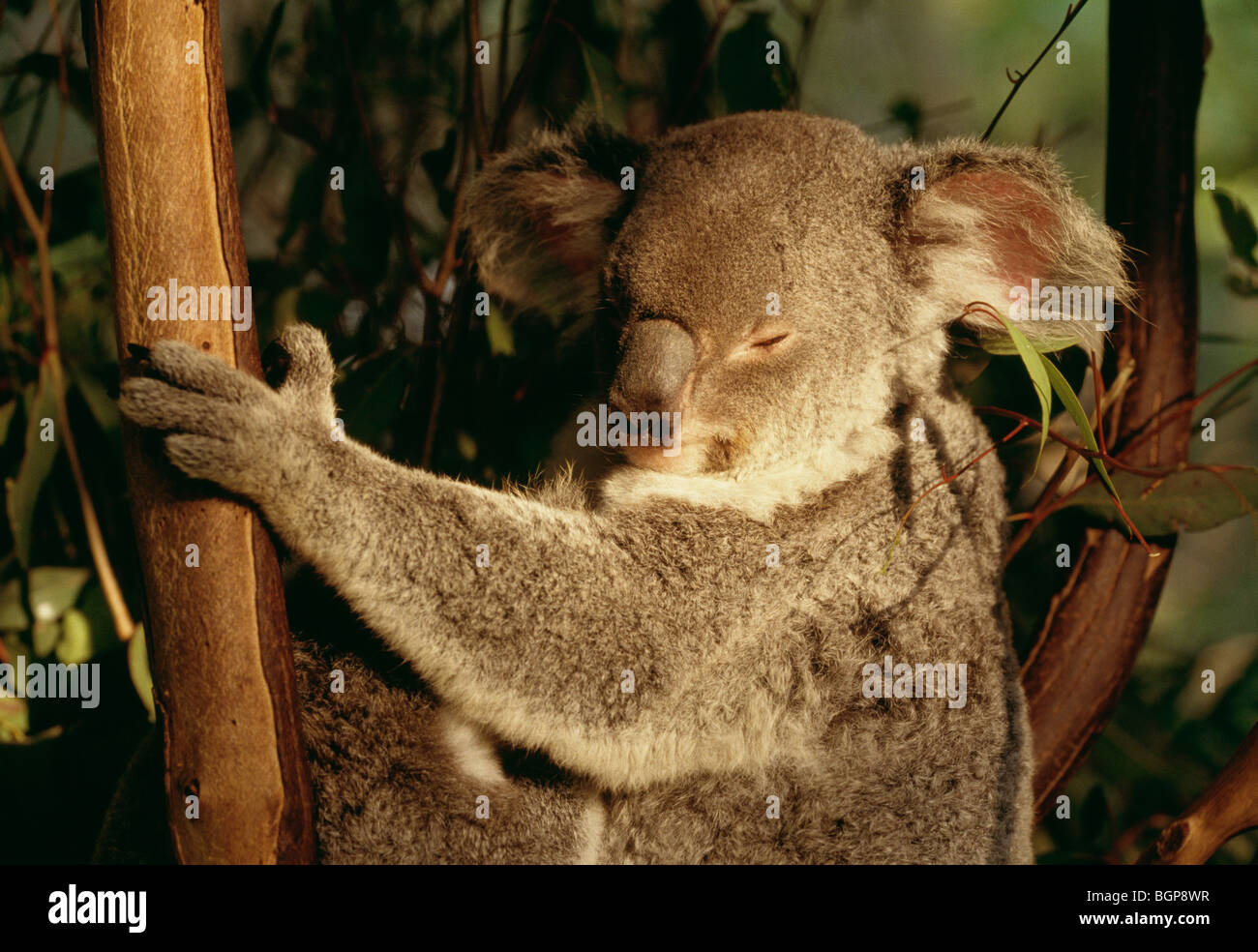 A koala bear in a tree, Australia Stock Photo - Alamy
