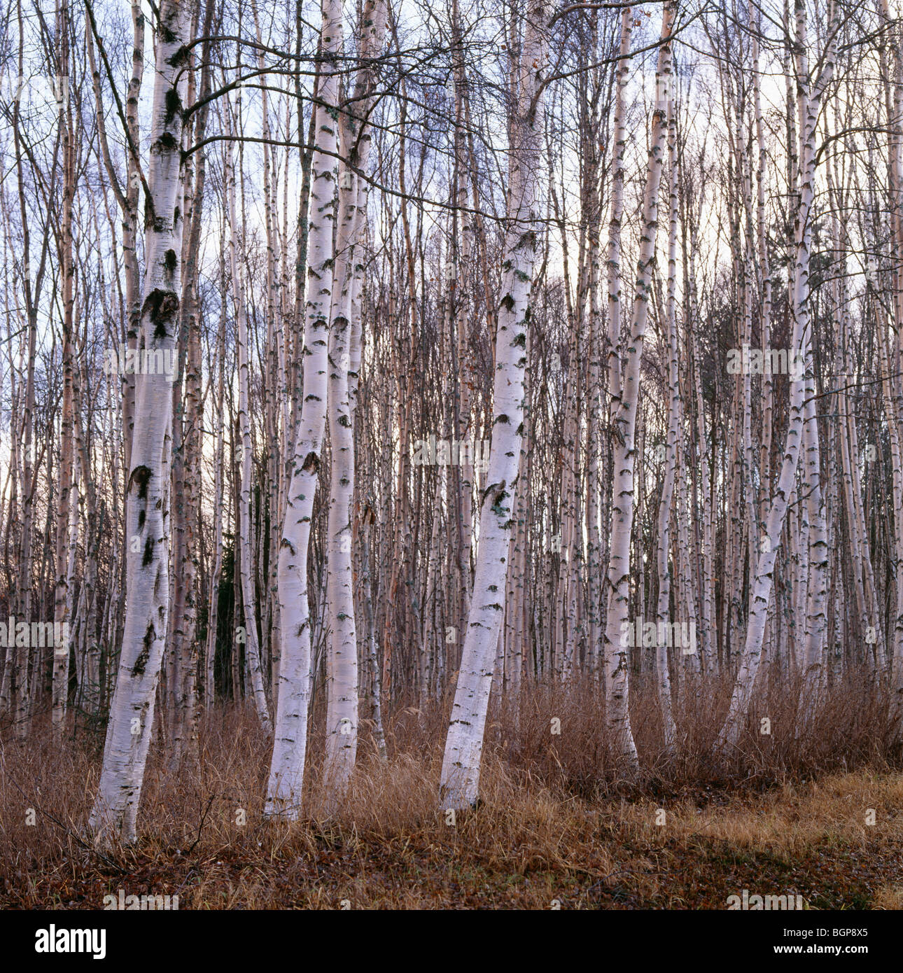 Birch-tree forest, Vasterbotten, Sweden. Stock Photo