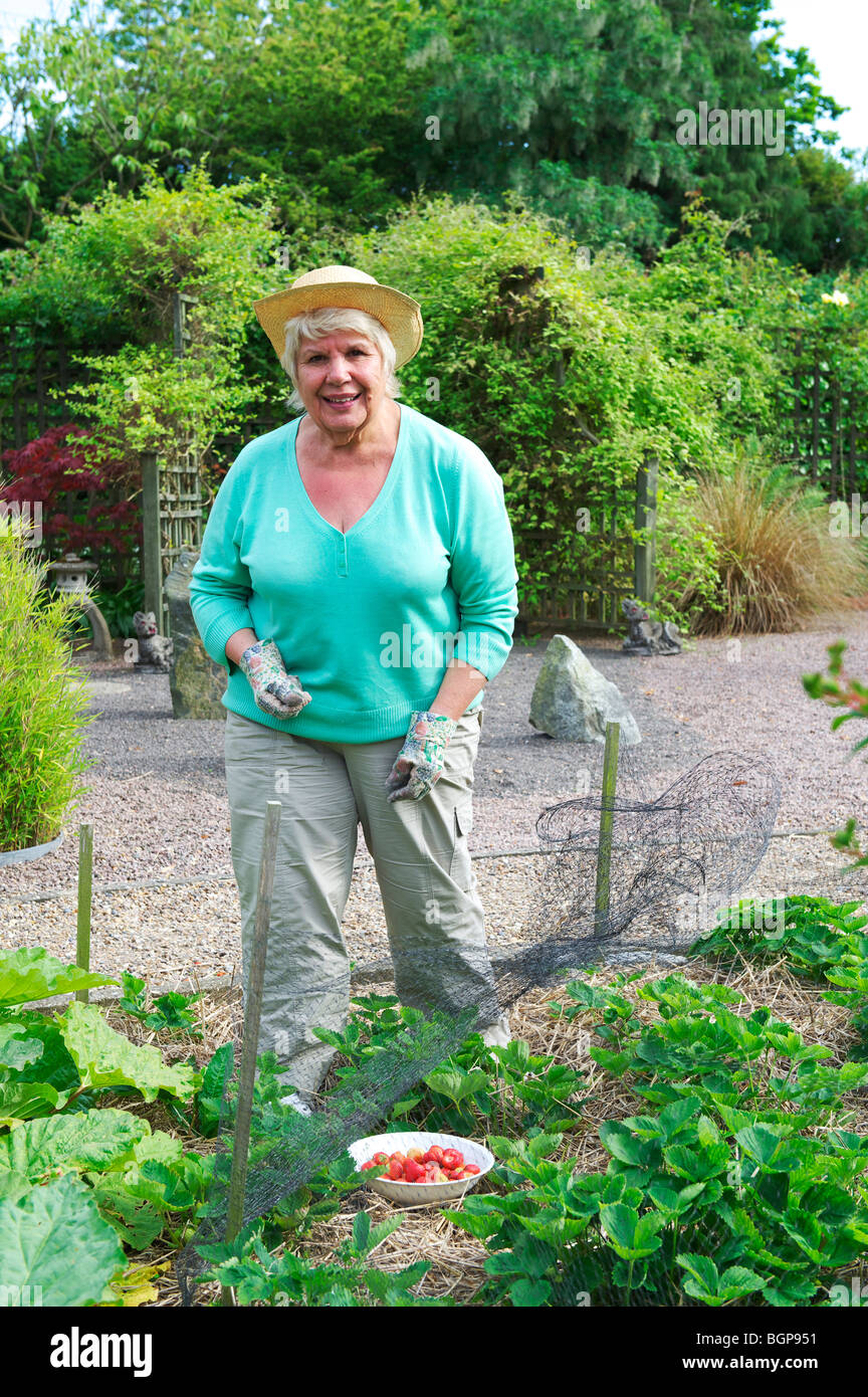Middle Aged female Gardener picks strawberries from plants Stock Photo