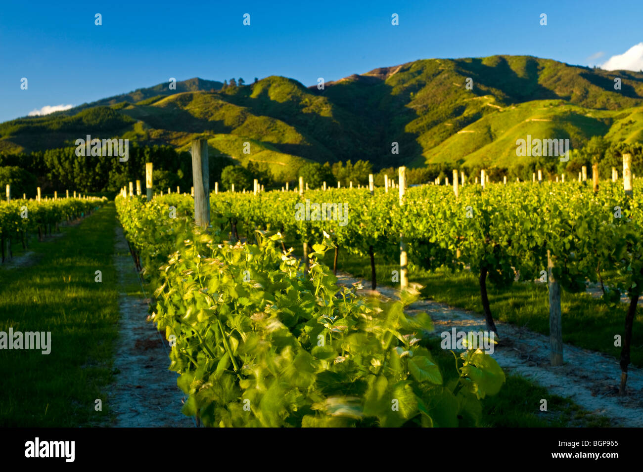 Vineyards near Blenheim, Marlborough, South Island, New Zealand Stock Photo