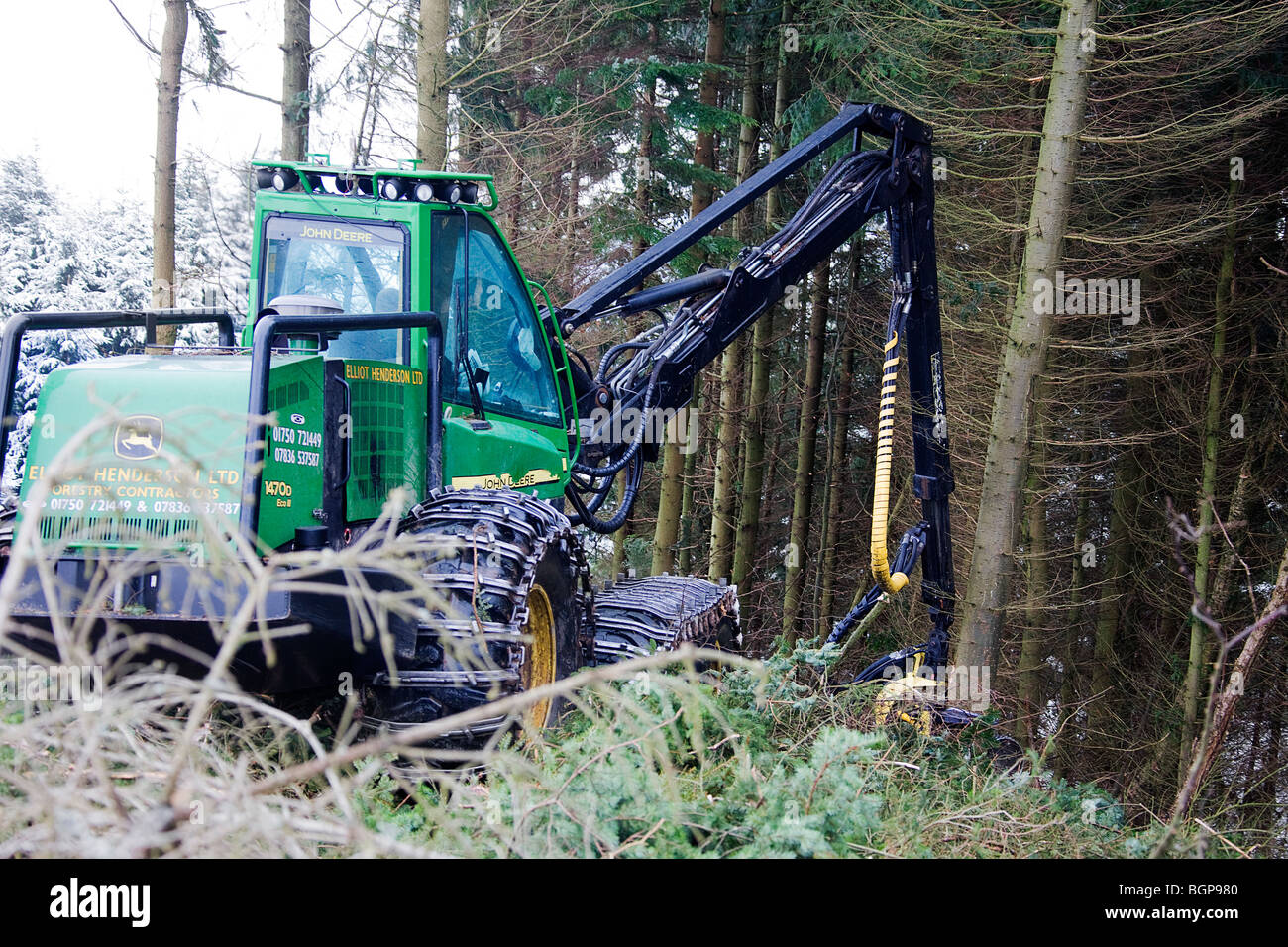 Forestry machine felling tree. Scottish Borders. Stock Photo