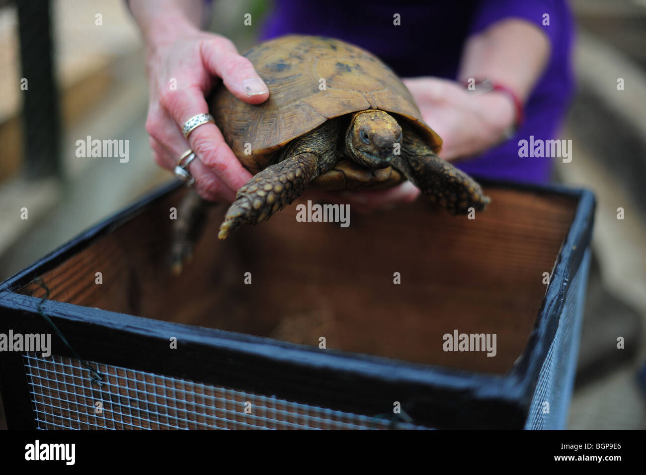 a tortoise being put in a box in preparation for hibernation in the autumn. Stock Photo