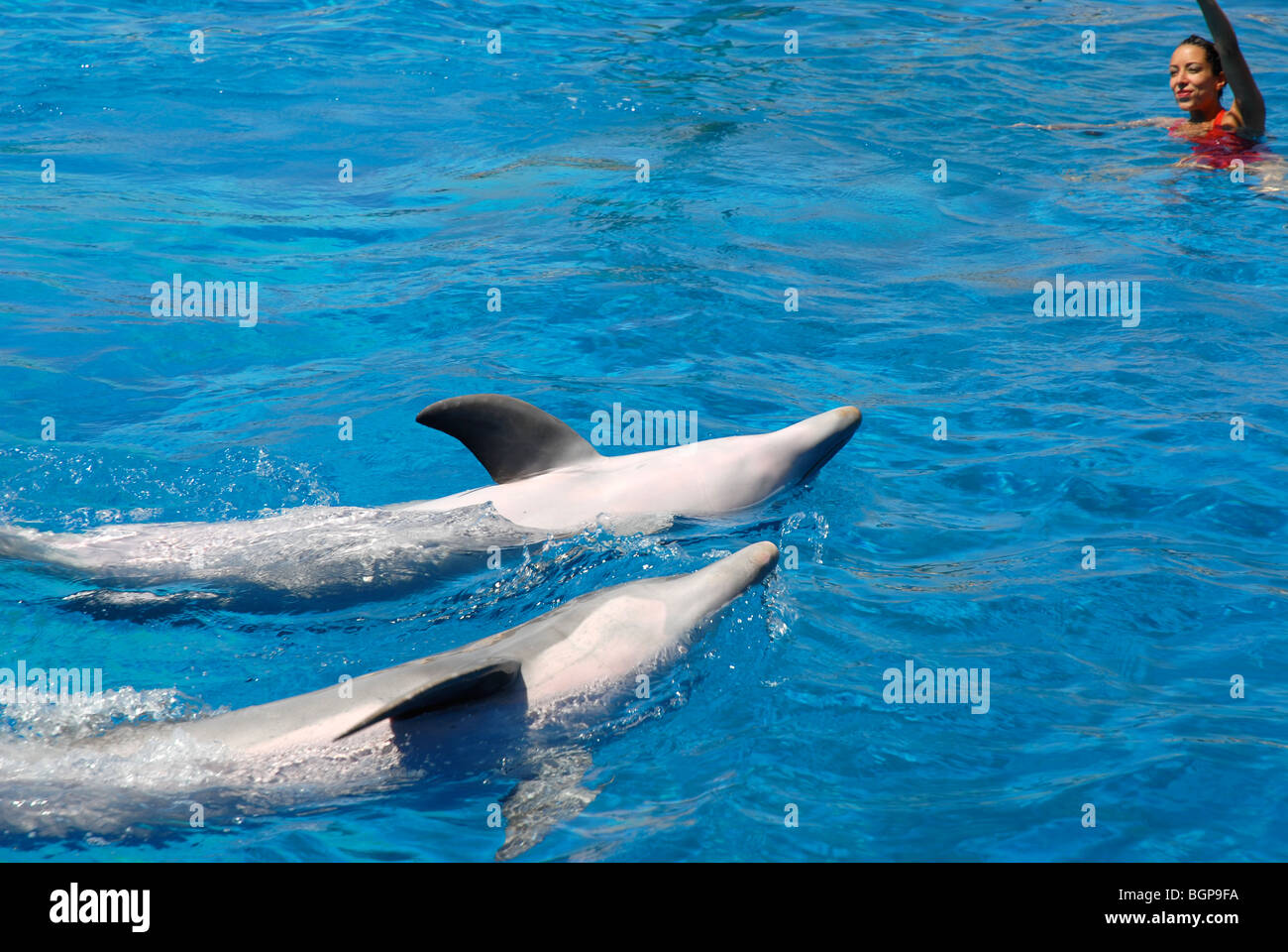 Dolphin Park (Voronezh) - past and present Dolphin Park (Voronezh) - past and present
