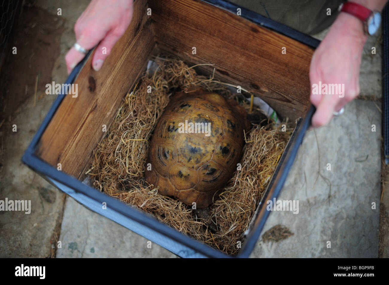 a tortoise being put in a box in preparation for hibernation in the