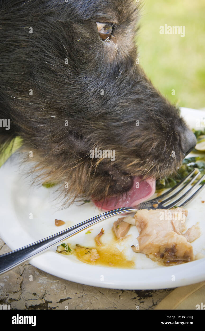 dog-licking-plate-of-food-stock-photo-alamy