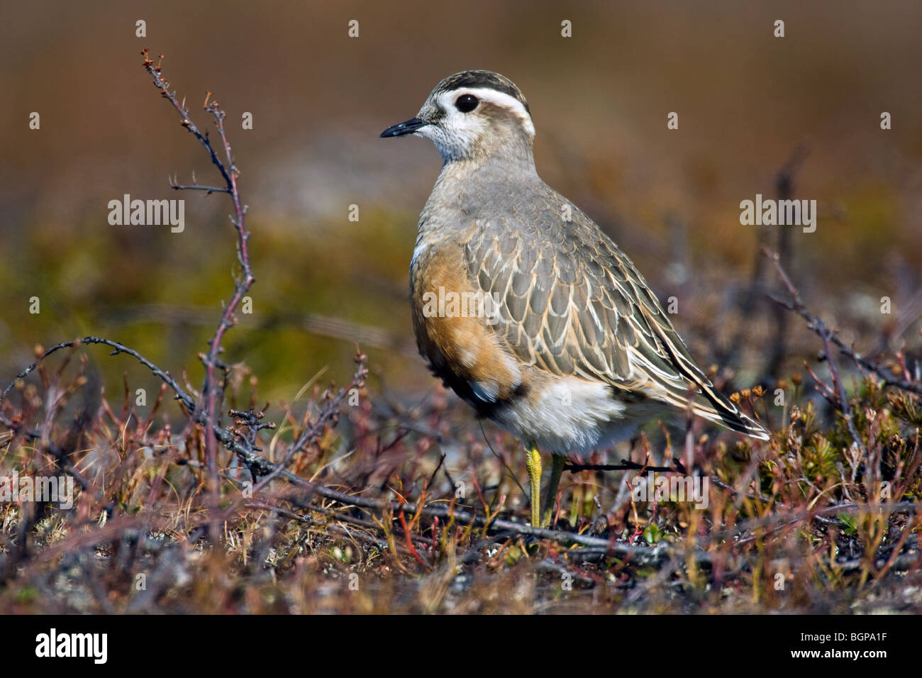 Eurasian Dotterel (Charadrius morinellus) in breeding plumage on the tundra, Finland, Scandinavia Stock Photo