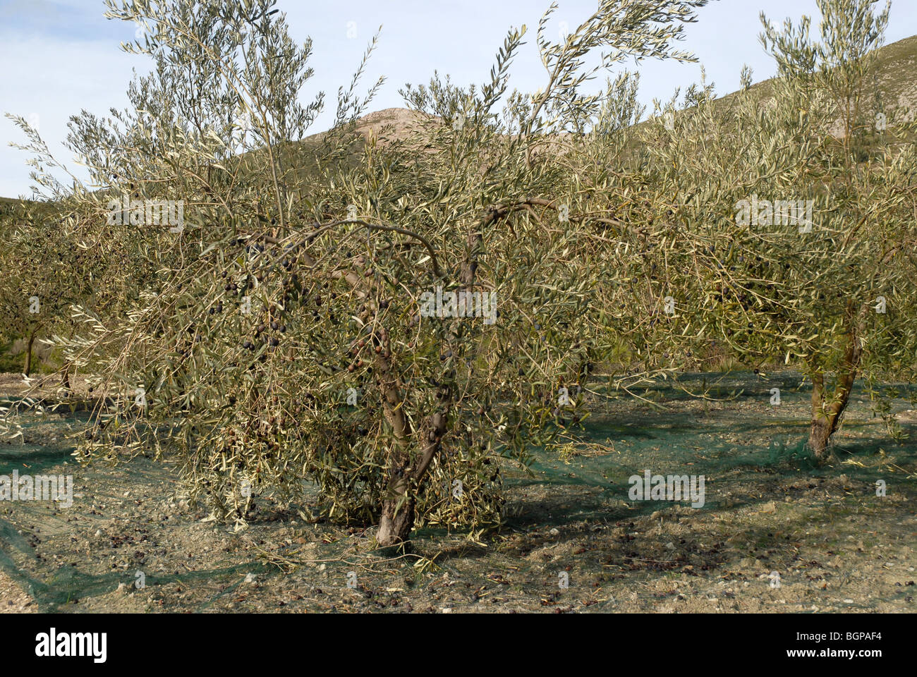 olive trees with nets, ready for harvest, near Alcala de la Jovada, Vall d'Alcala, Alicante Province, Comunidad Valencia, Spain Stock Photo