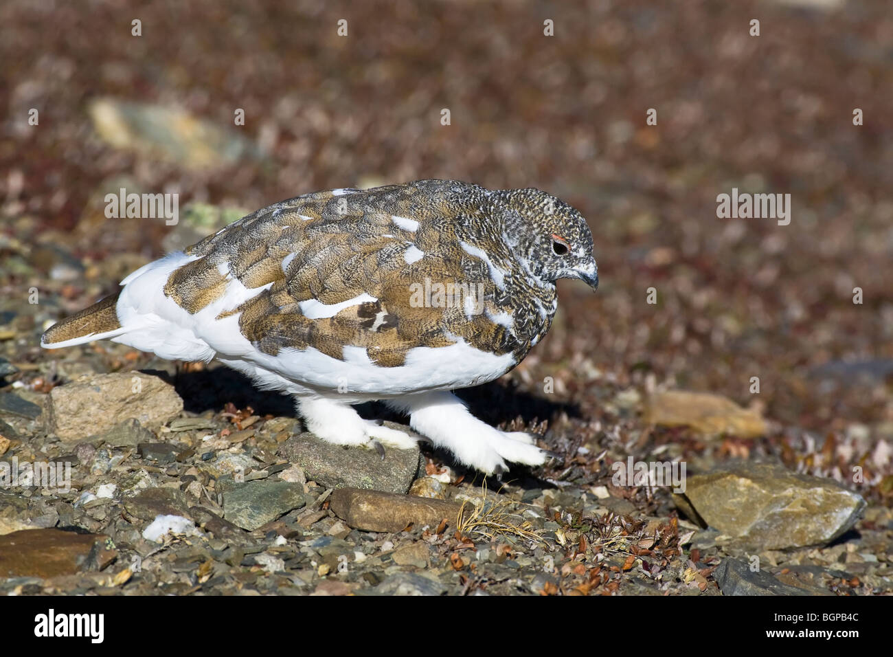 A fall season White tailed Ptarmigan moulting in to it's winter plumage Stock Photo