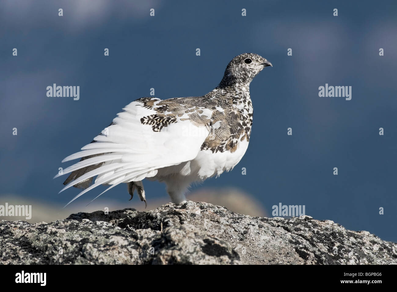 A fall season White tailed Ptarmigan moulting in to it's winter plumage stretching it's wings Stock Photo