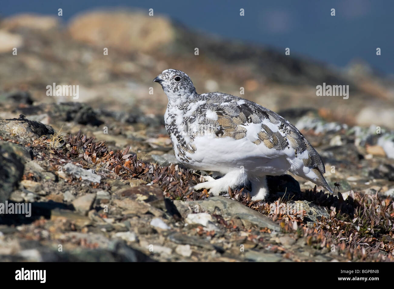 A fall season White tailed Ptarmigan moulting in to it's winter plumage Stock Photo