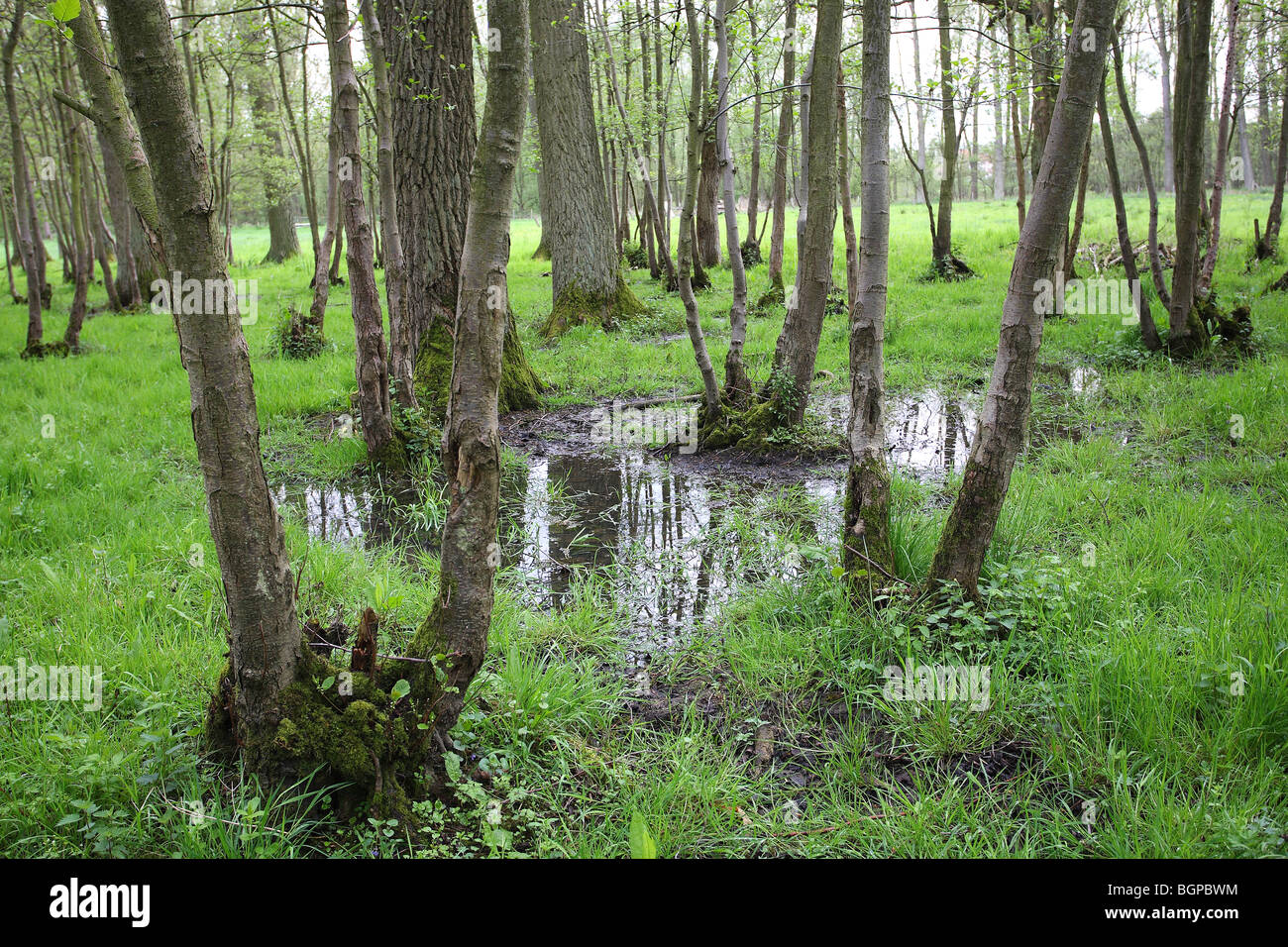 Brook forest, Wellemeersen nature reserve, Belgium Stock Photo