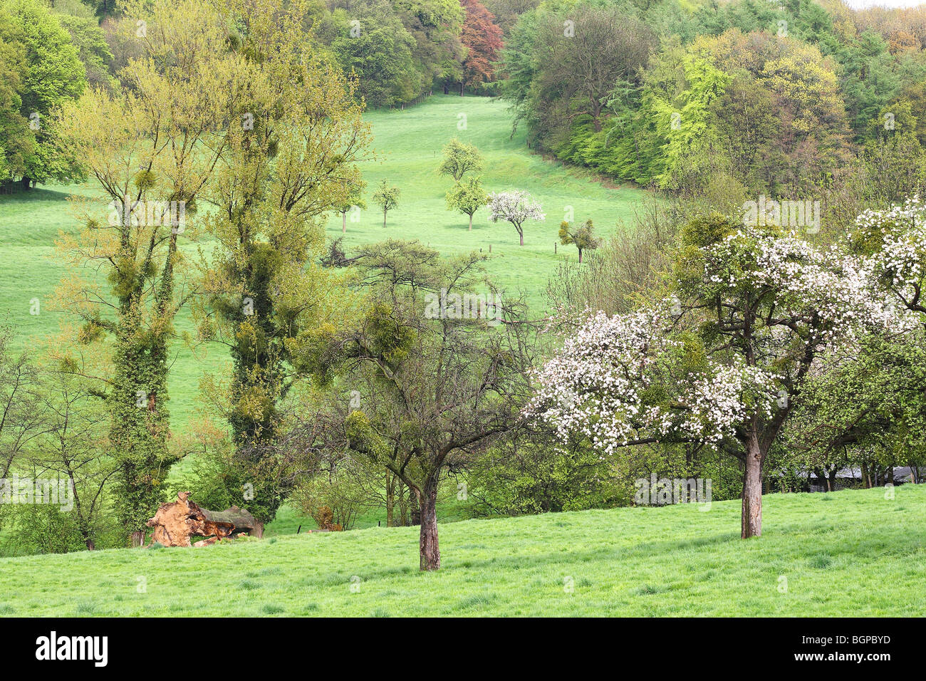 Flowering fruit tree orchard, Haspengouw, Voeren, Belgium Stock Photo