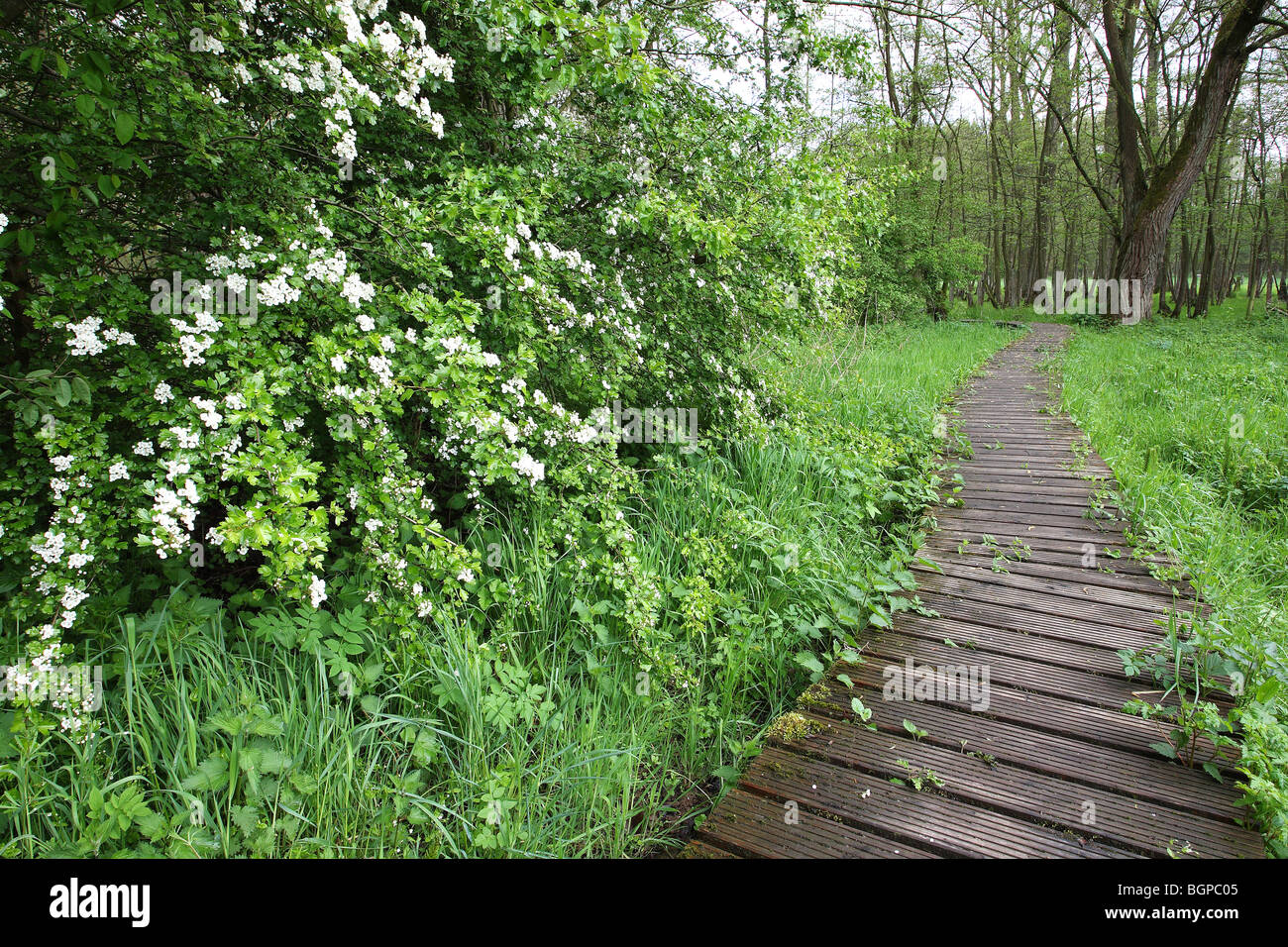 Boardwalk / Raised wooden walkway with wooden fence through marshland with flowering Hawthorn, Belgium Stock Photo