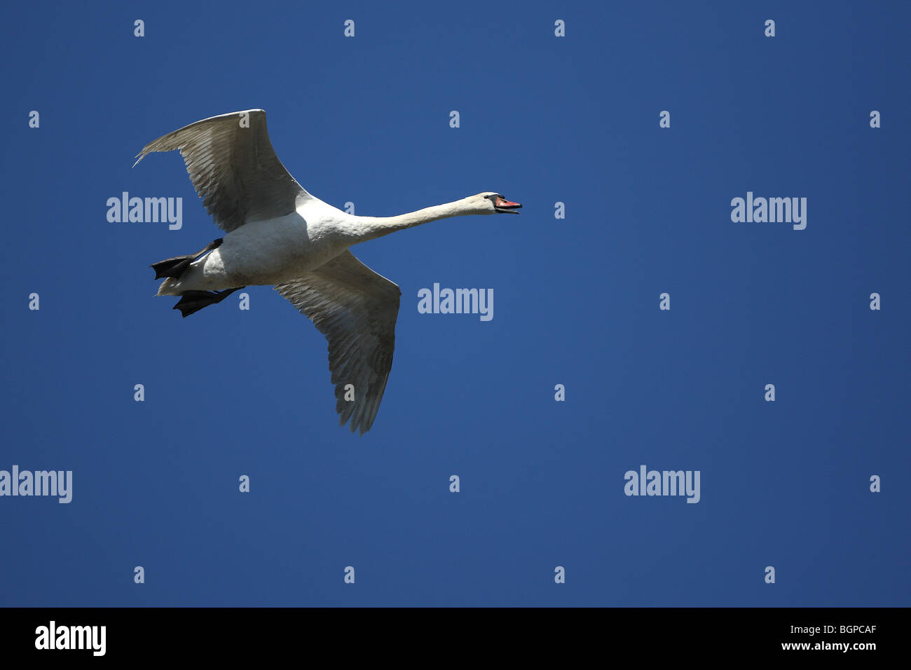 Mute swan (Cygnus olor) in flight, Belgium Stock Photo