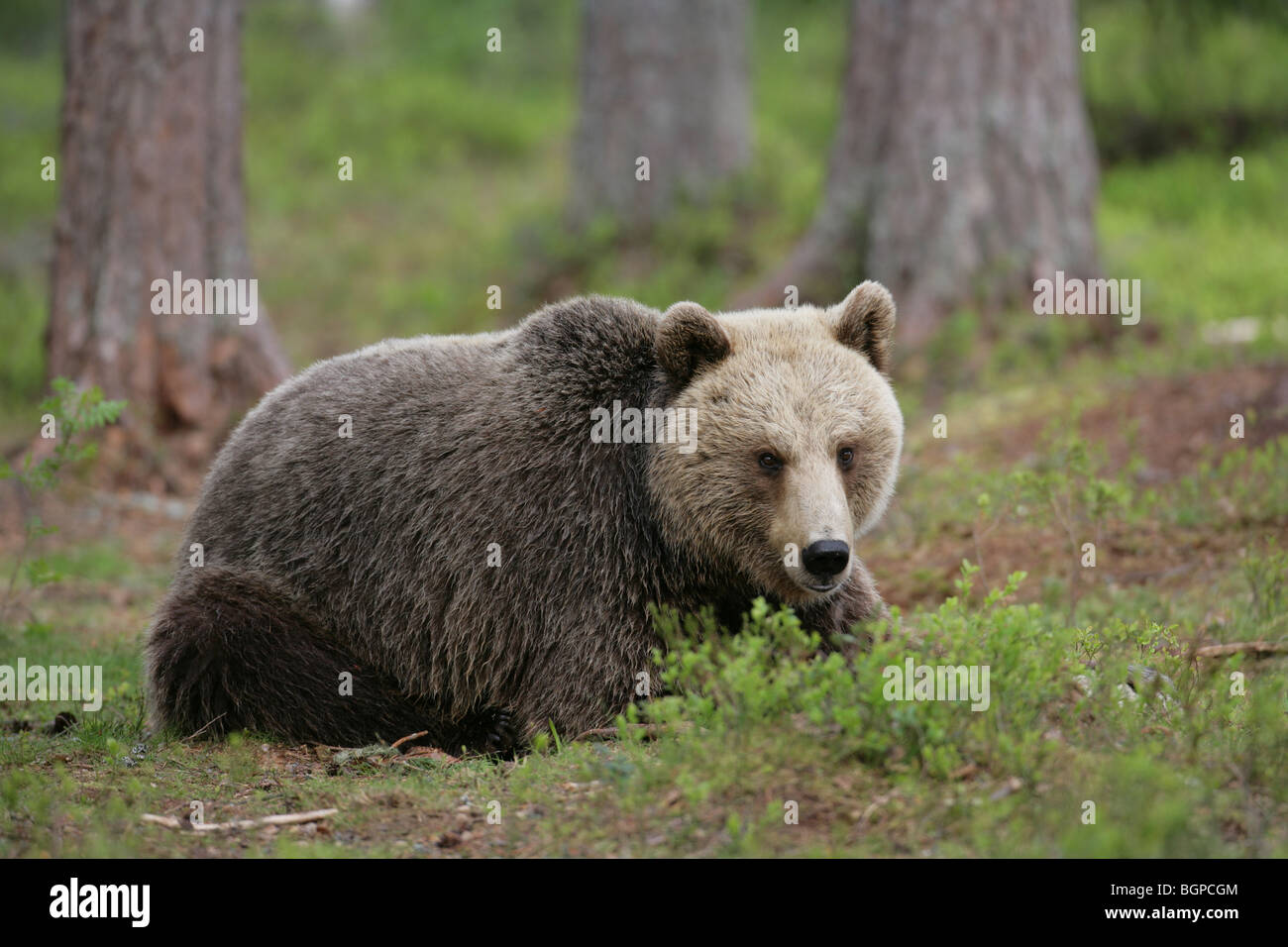 Female brown bear Stock Photo Alamy