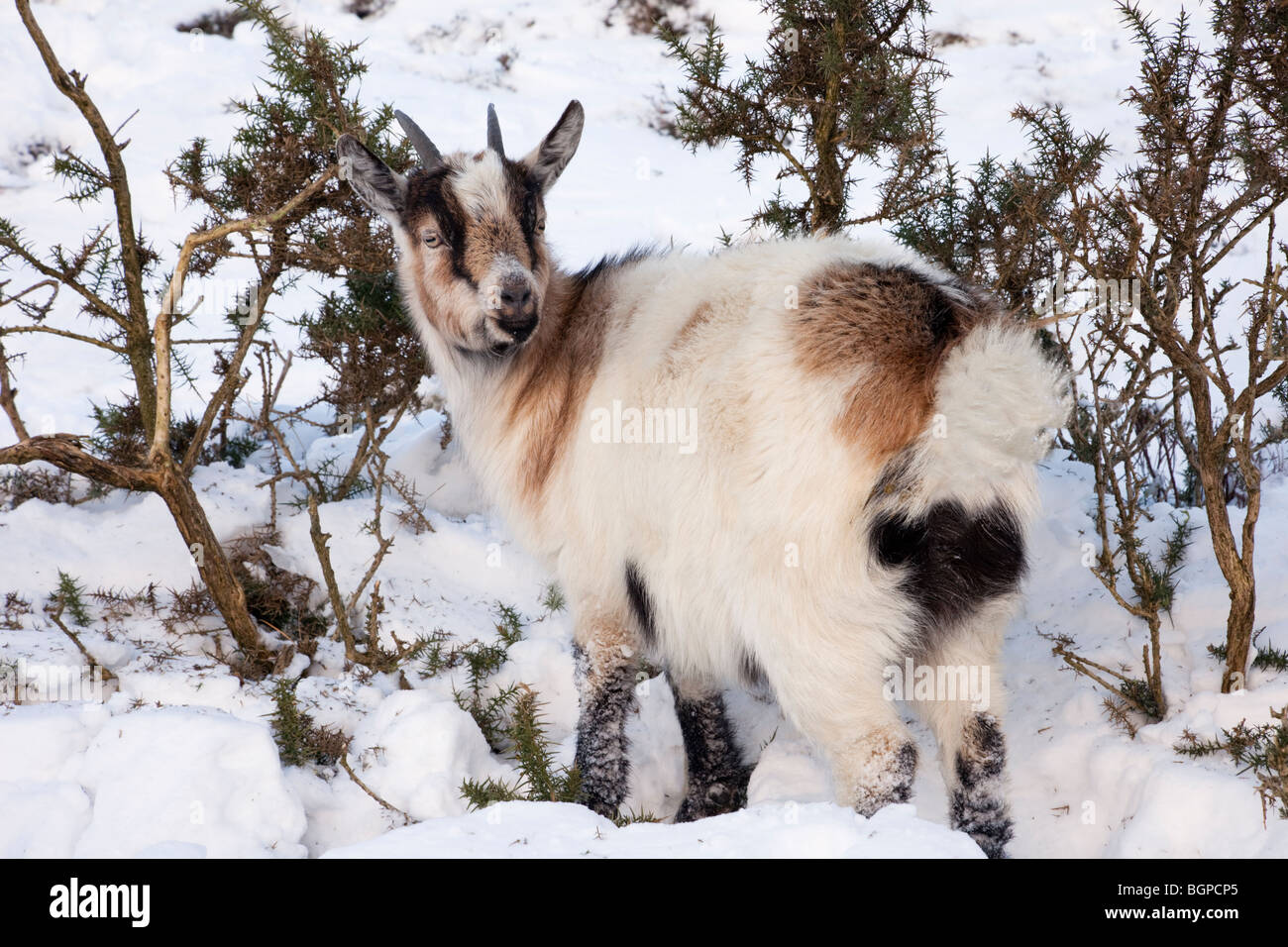 Feral Welsh Mountain Goat (Capra aegagrus hircus) feeding on gorse in snow, Ogwen, Snowdonia National Park, North Wales, UK. Stock Photo