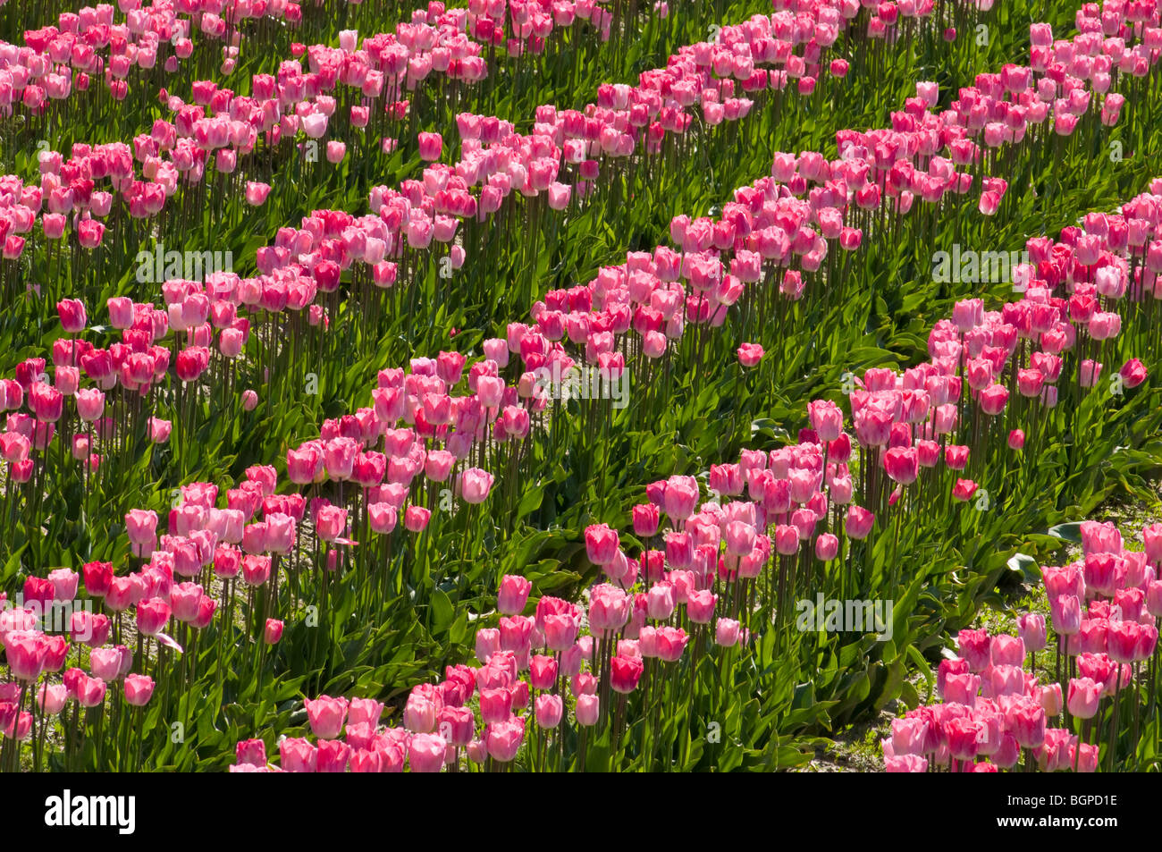Tulips at Roozengaarde tulip fields, Skagit Valley, Washington. Stock Photo