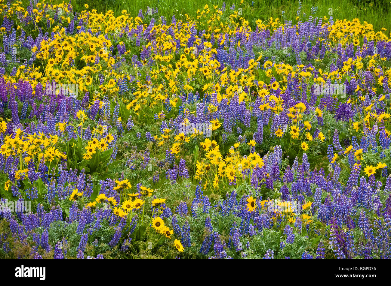 Lupine and Balsamroot, Dalles Mountain Road, Columbia River Gorge National Scenic Area, Washington. Stock Photo