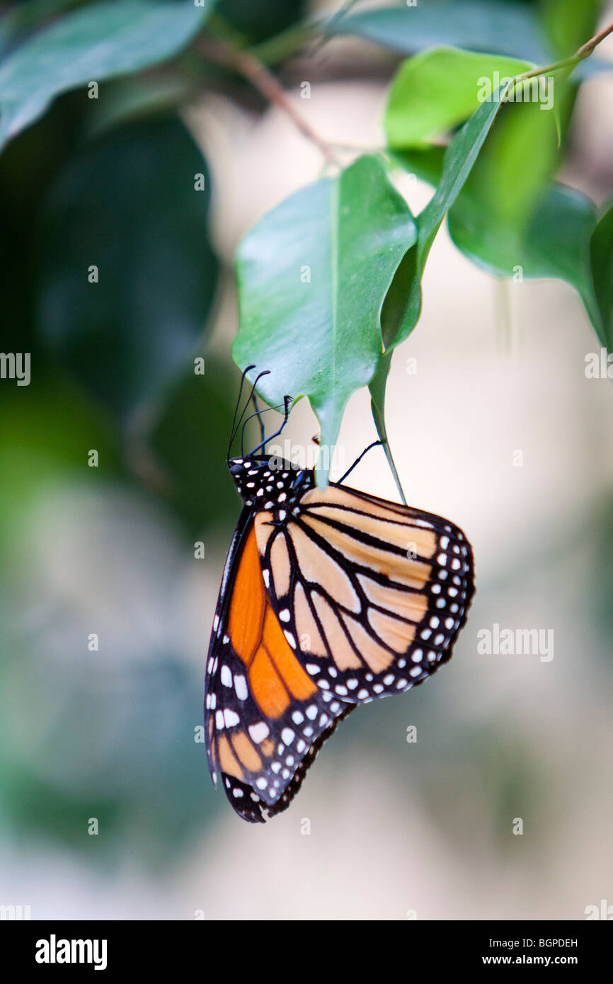 A monarch butterfly alighted on a leaf Stock Photo - Alamy