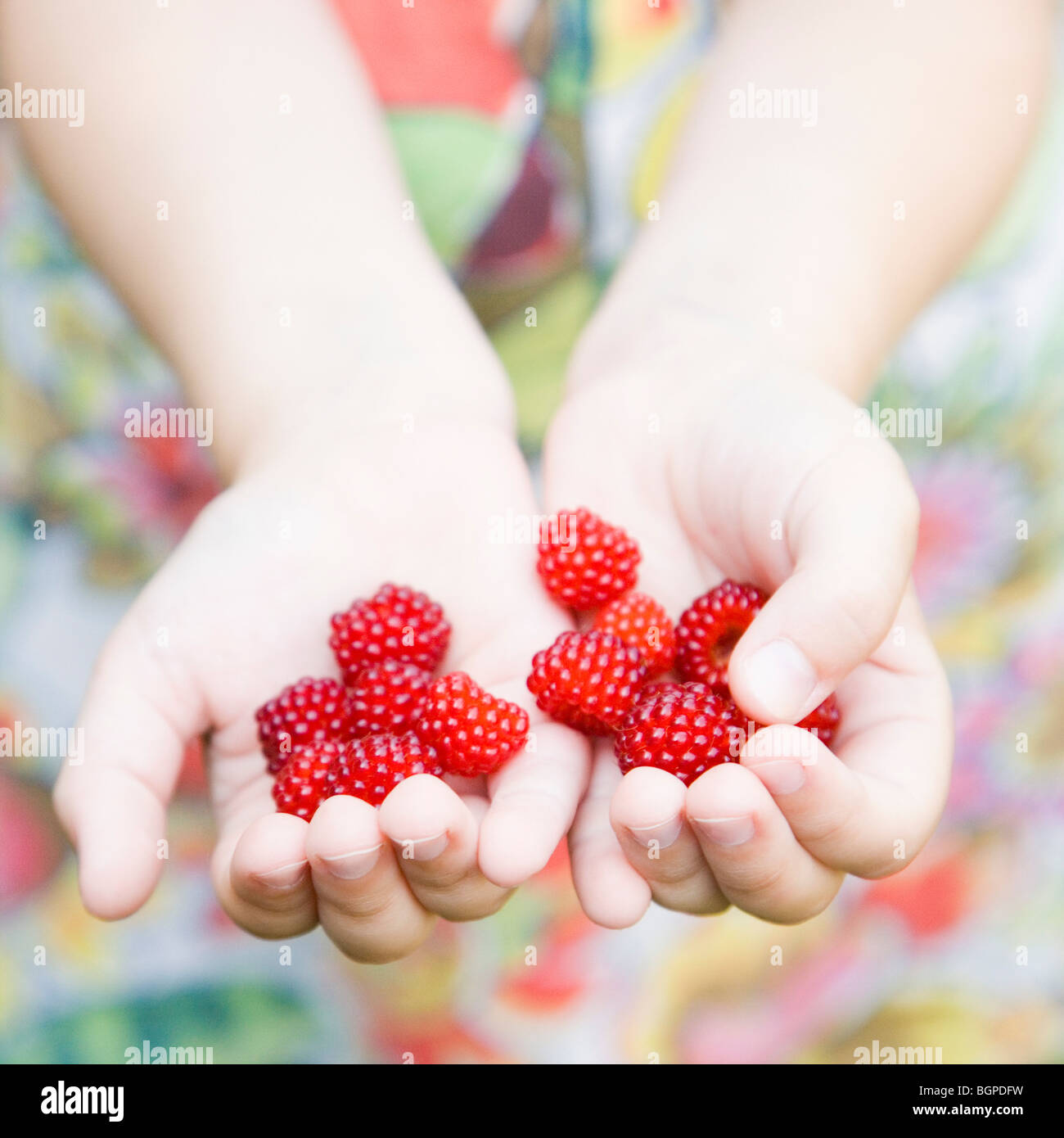 Close-up of a girl's hands holding raspberries Stock Photo - Alamy