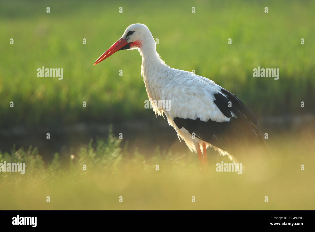 White stork (Ciconia ciconia) in wetland Stock Photo