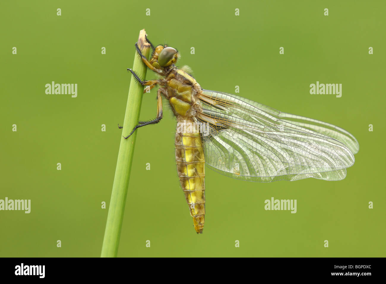 Emerged Broad-bodied chaser dragonfly (Libellula depressa), Gaume, Belgium Stock Photo