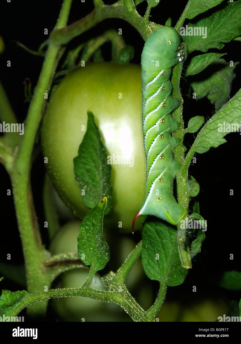 Tomato Worm High Resolution Stock Photography and Images Alamy