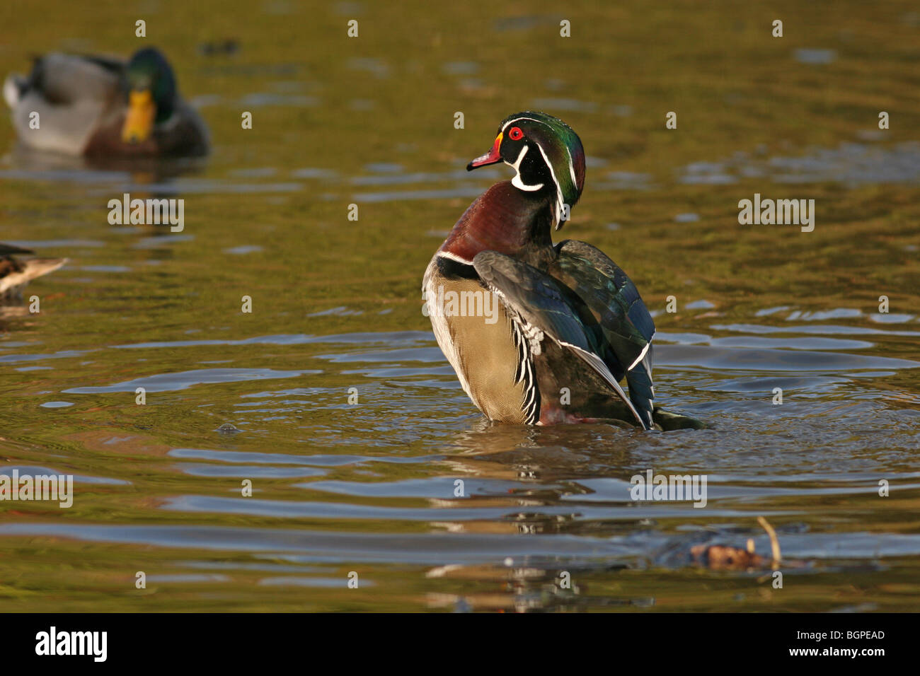 Wood duck landing in water Stock Photo Alamy