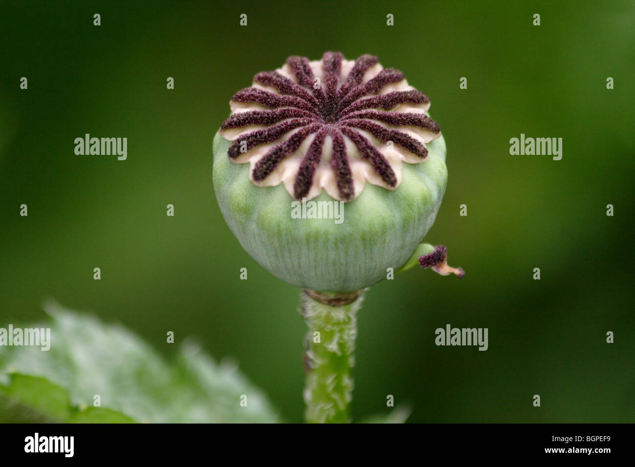 Poppy seed head Stock Photo Alamy