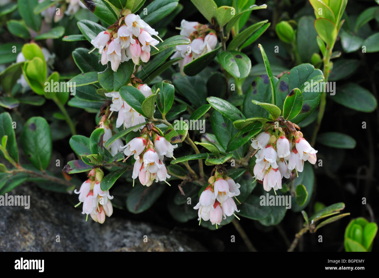 Lingonberry / cowberry / lowbush cranberry (Vaccinium vitis-idaea) in flower, Europe Stock Photo